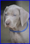 FILHOTES DE WEIMARANER 2016 – canil venda