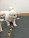 Lindos Filhotes De Pastor Branco Suíço