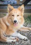 Filhotes de Cães da Raça OVELHEIRO GAÚCHO