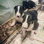 Filhotes de Bull Terrier (Pedigree)
