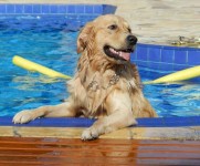 Lindos filhotes de Golden Retriever – machos e fêmeas