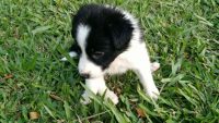Filhotes De Border Collie Linhagem De Campeões