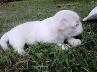 Filhotes de shih tizu