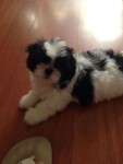 Filhotinhos de Shih Tzu