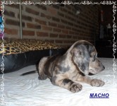 Teckel (salsicha) Basset – Macho