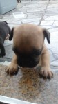 Bulldog francês 32 dias (reserva)