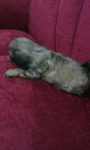 Shih tzu Filhotes