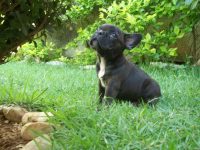 Bulldog Frances