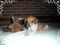 Fox Paulistinha (terrier Brasileiro)