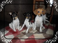 Fox Paulistinha (terrier Brasileiro)