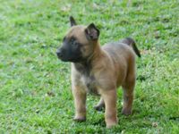 Filhotes de Pastor Malinois