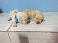 Filhotes de Labrador