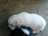 Filhotes de shih tizu