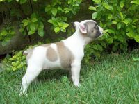 Bulldog Frances