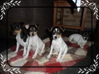 Fox Paulistinha (terrier Brasileiro)