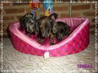 Teckel (salsicha) Basset – Fêmea