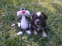 filhote macho da raca shih tzu
