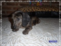 Teckel (salsicha) Basset – Macho
