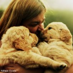 Lindos filhotes de Golden Retriever – machos e fêmeas