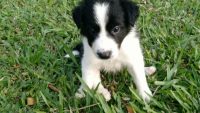 Filhotes De Border Collie Linhagem De Campeões