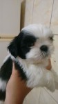 Filhotinhos de Shih Tzu