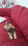 Shih tzu Filhotes