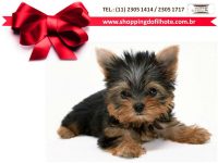 Leve hoje a elegância de um Yorkshire vacinado e com Pedigree