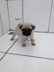Pug lindos filhotes disponíveis para reserva