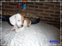 Teckel (salsicha) Basset – Machos