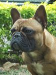 Bulldog Frances