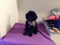 Lindos Filhotes de Mini Poodle Preto