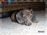 Teckel (salsicha) Basset – Macho