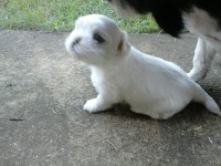 Filhotes de shih tizu