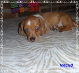 Teckel (salsicha) Basset – Machos