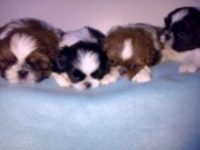 Lindos Filhoyes shihtzu 50 dias