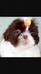 Shihtzus fêmeas e machos mini com toda garantia e vacinados