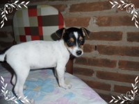 Fox Paulistinha (terrier Brasileiro)