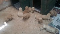 Lindos filhotes de Golden Retriever – machos e fêmeas