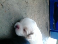 Filhotes de shih tizu