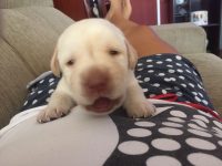 Labradores