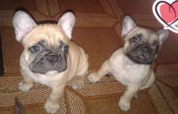 Venda de filhotes de Bulldog Francês