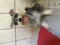 Fihotes de Schnauzer