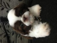 Filhote de Shihtzu – 55 Dias