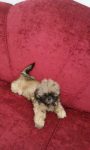Shih tzu Filhotes