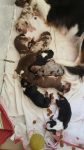 Filhotes de Boder Collie