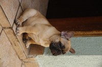 Venda de filhotes de Bulldog Francês