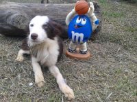 Femea border collie chocolate branco