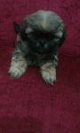 Shih tzu Filhotes