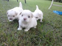 Filhotes de shih tizu