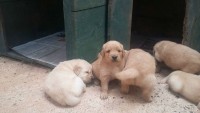 Lindos filhotes de Golden Retriever – machos e fêmeas